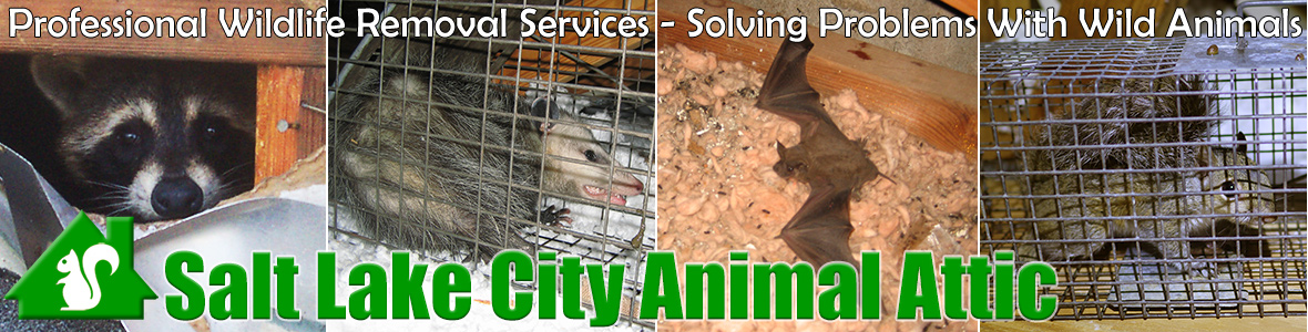 Salt Lake City Animal Attic